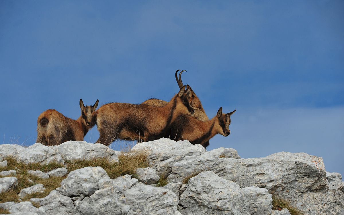 Camoscio appenninico - Rupicapra pyrenaica ornata